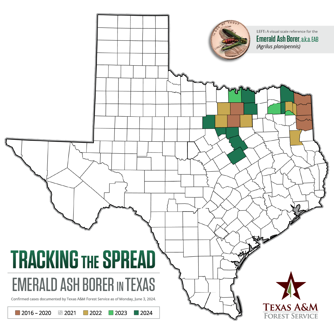 The invasive emerald ash borer (EAB) has been confirmed in Collin, Franklin, Johnson and Red River Counties.